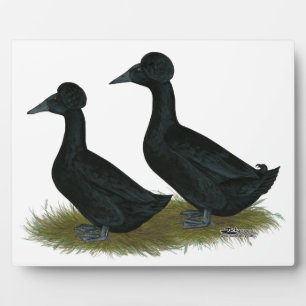 Ducks:  Black Crested Plaque
