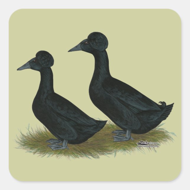Ducks:  Black Crested Square Sticker (Front)