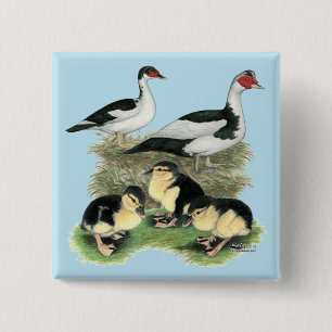Ducks Black Pied Muscovy Family 2 Inch Square Button