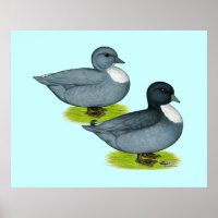 Ducks:  Blue Calls