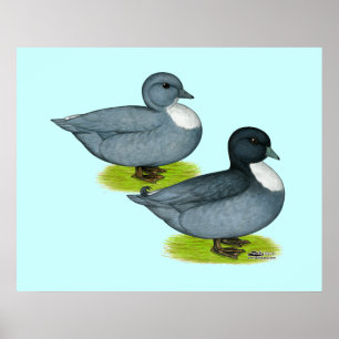 Ducks: Blue Calls Poster