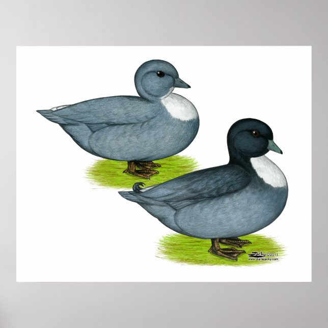 Ducks:  Blue Calls Poster (Front)