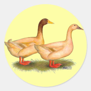 Ducks:  Buff Orpington Classic Round Sticker