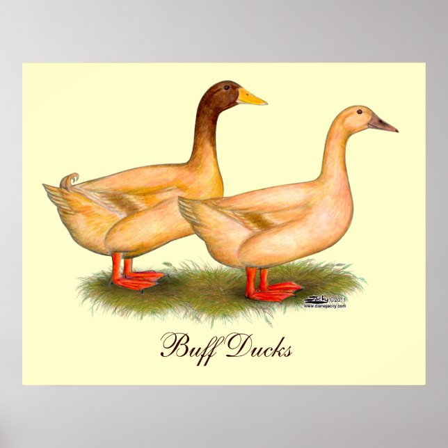 Ducks:  Buff Orpington Poster (Front)