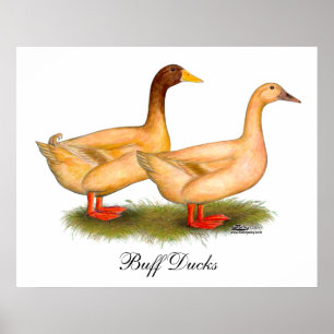 Ducks: Buff Orpington Poster