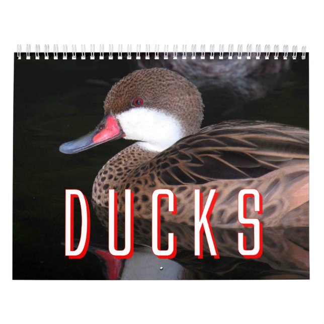 Ducks Calendar (Cover)