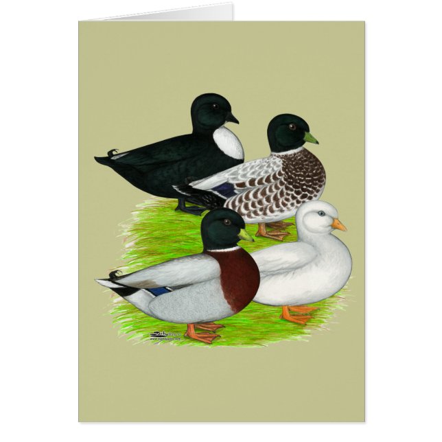 Ducks:  Call Quartet (Front)