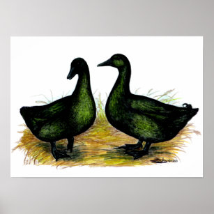 Ducks:  Cayuga Pair Poster