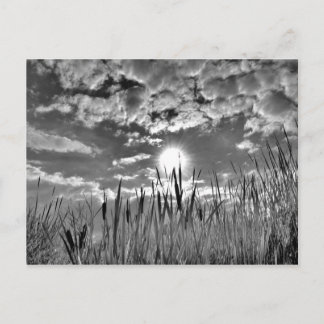 Duck's Eye View Postcard