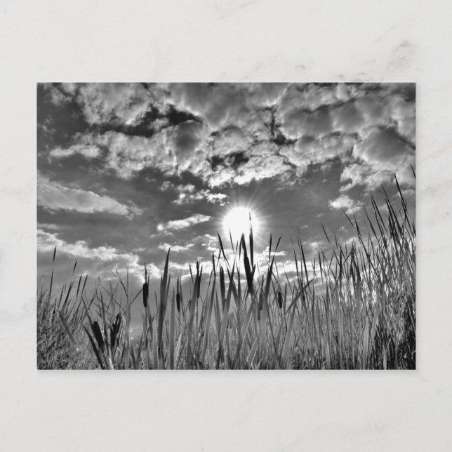 Duck's Eye View Postcard (Front)