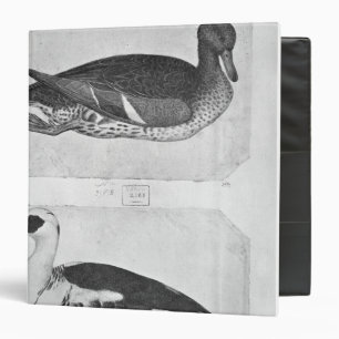 Ducks, from the The Vallardi Album Binder