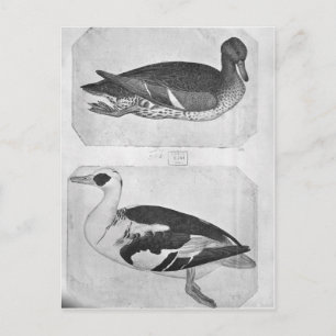Ducks, from the The Vallardi Album Postcard