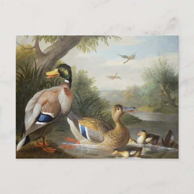 Ducks in a River Landscape Postcard (Front)