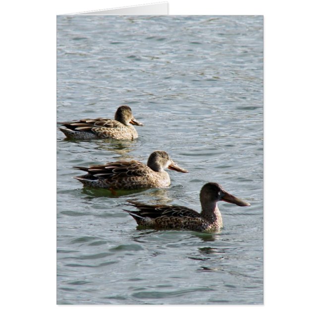 Ducks in a Row (Front)