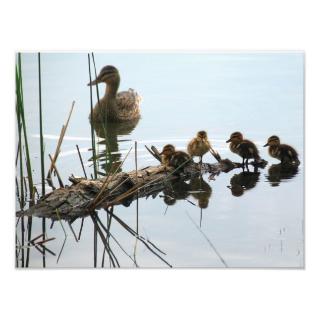 Ducks in a Row Photo Print (Front)