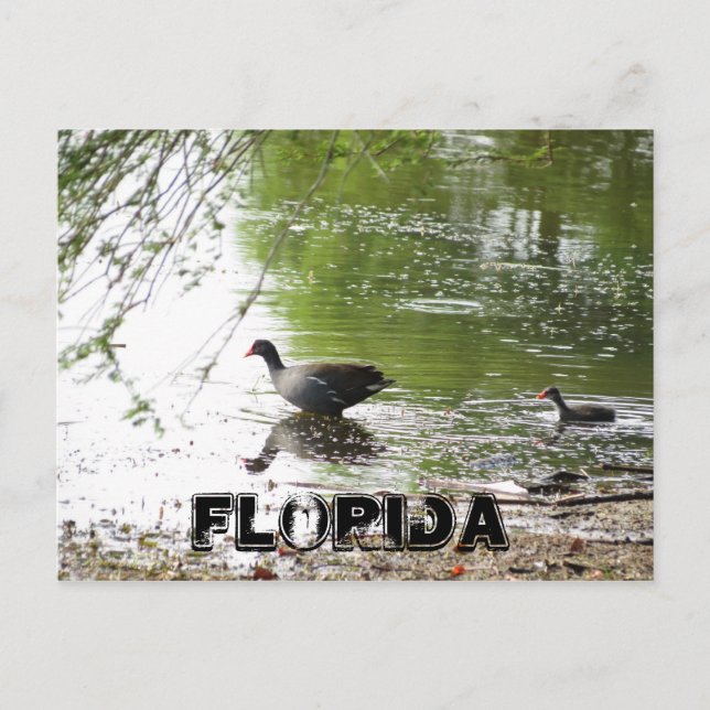 Ducks in Florida Postcard (Front)
