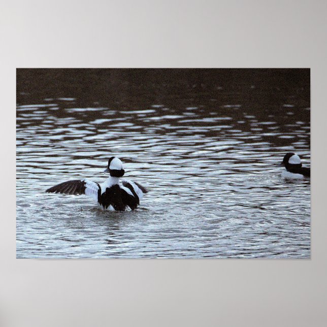 Ducks in the Ocean Poster (Front)