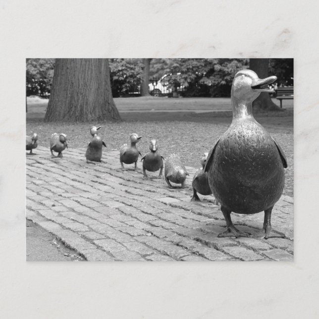 Ducks in the Public Garden - Boston Postcard (Front)