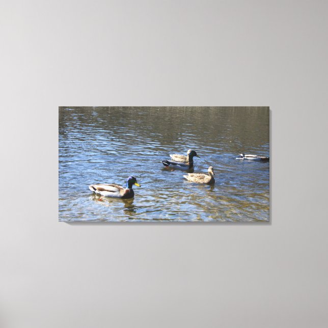 ducks in water canvas print (Front)
