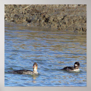 Ducks in Water Poster