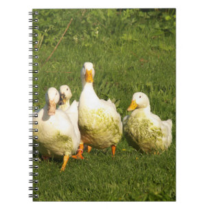 ducks, live, meadow, animal, farm, country life, notebook