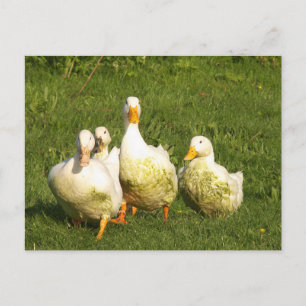 ducks, live, meadow, animal, farm, country life, postcard