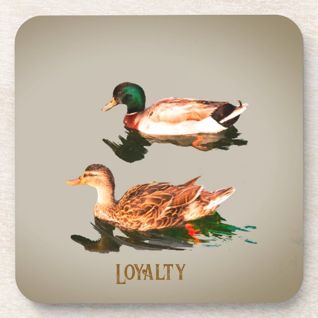 Ducks mallards. Loyalty Coaster (Front)