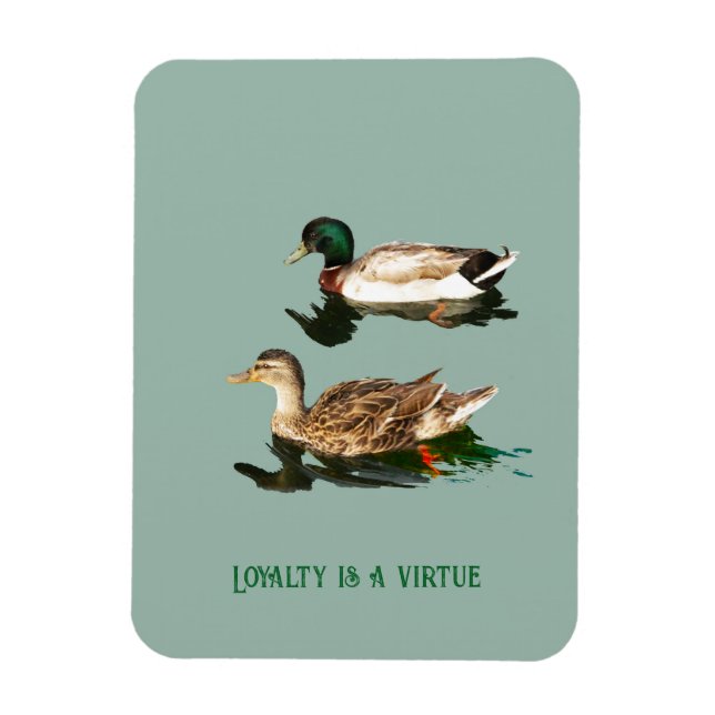 Ducks mallards magnet (Vertical)