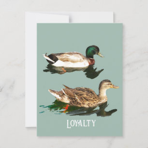 Ducks mallards postcard