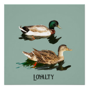 Ducks mallards poster
