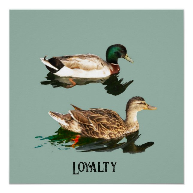 Ducks mallards poster (Front)