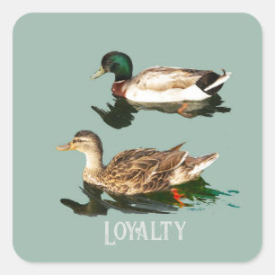 Ducks mallards square sticker