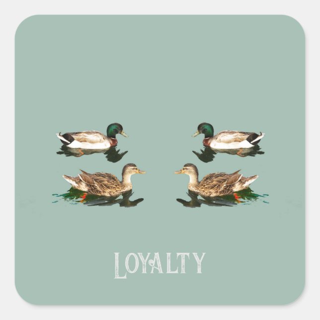 Ducks mallards square sticker (Front)