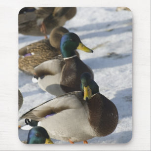 Ducks Mouse Pad