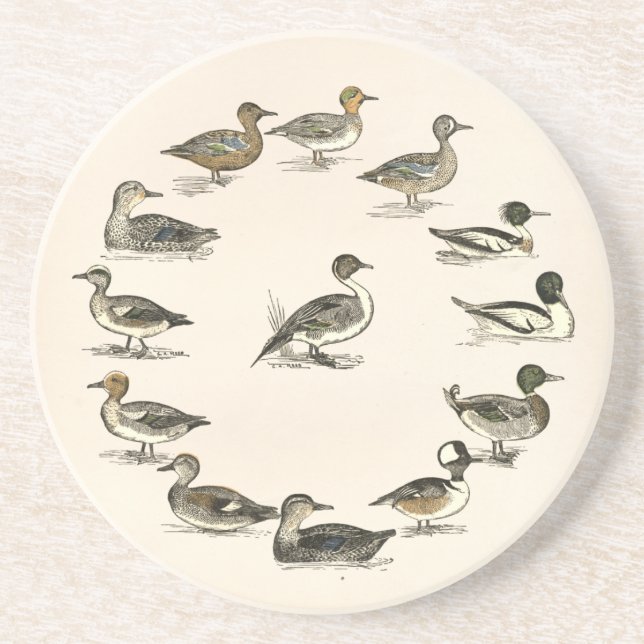 Ducks of North America Illustrations Coaster (Front)