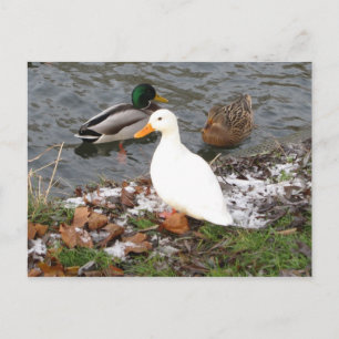 Ducks of River Cam Postcard