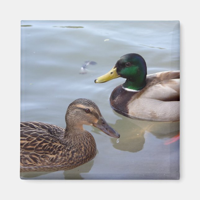 Ducks on a Pond Magnet (Front)