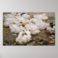 Ducks on a pond
