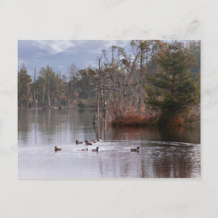 Ducks On Empire Lake Postcard