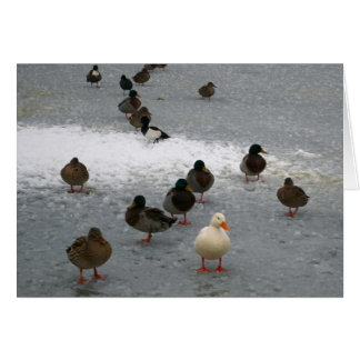 Ducks on Ice