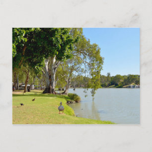 Ducks On The River Murray Australia, Postcard