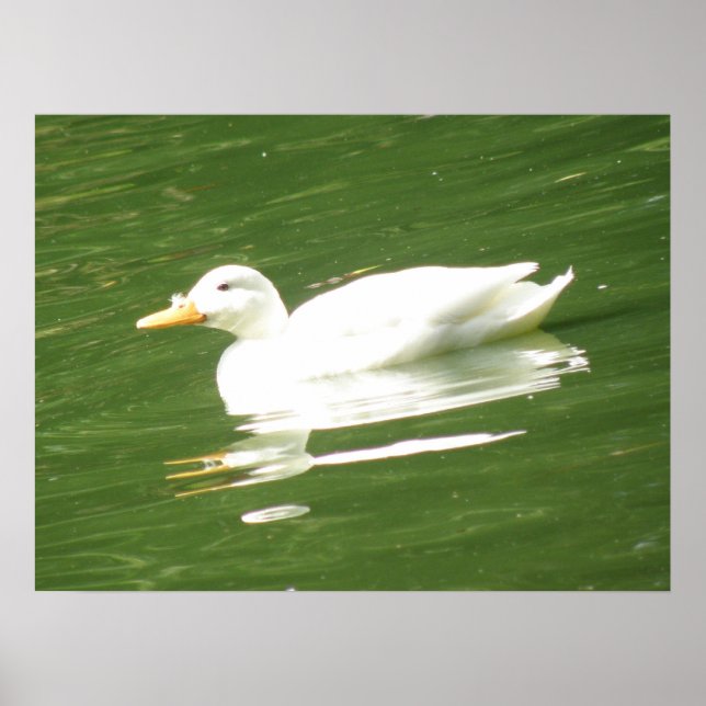 Ducks on the water Print (Front)