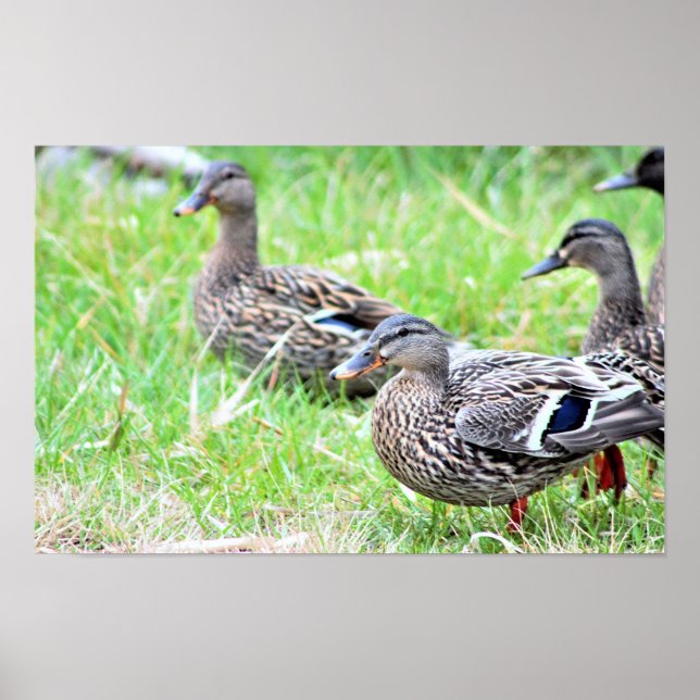 Ducks Photo Poster (Front)