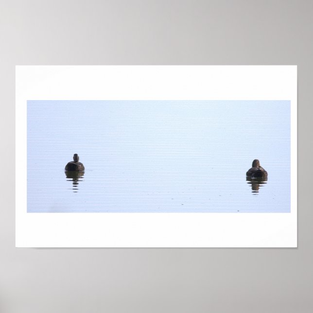 Ducks Photo Poster (Front)