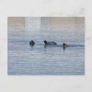 Ducks Postcard