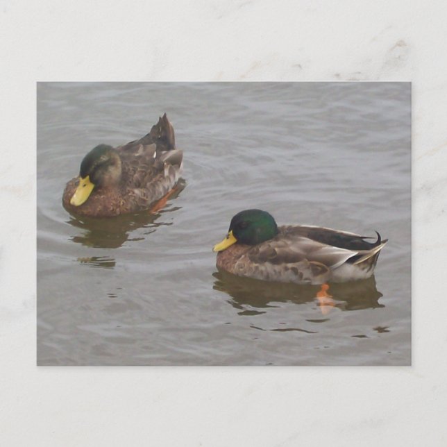 Ducks Postcard (Front)