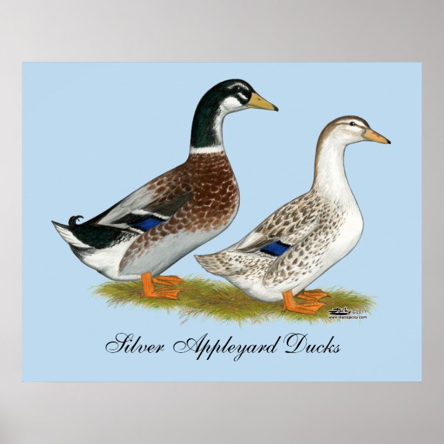 Ducks:  Silver Appleyard Poster (Front)