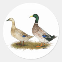 Ducks: Silver Welsh Harlequin