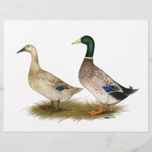 Ducks: Silver Welsh Harlequin Flyer