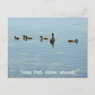 Ducks swimming at Lake Mendota Madison Wisconsin Postcard
